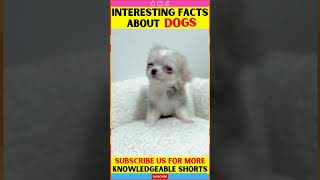 The Chihuahua is the smallest breed of dog in the world | Motivational Video | fact #shorts