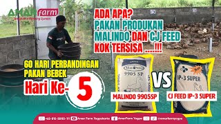 Part #5 | 60 HARI PERBANDINGAN PAKAN BEBEK | Malindo 9905 SP Vs CJ Feed IP-3 Super