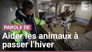 L'hiver avec les animaux de Pairi Daiza : rencontre avec la vétérinaire Alicia Quiévy