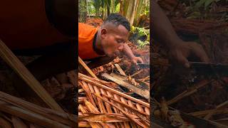 (Sago caterpillar) ulat sagu bakar papua enak #shorts