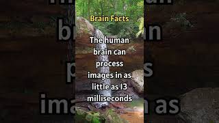 How Fast Is Your Brain Processing Images #shorts #facts #didyouknow #curiousfacts #curiosity #Brain