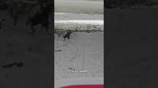 Fly vs Spider #fight #spider #fly #london #pauk #muva