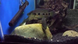 Hemichromis Hybrid pair (Whiplash)