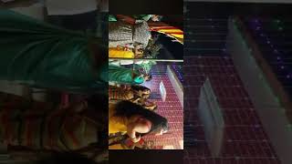 Haldi dance at Village #instagram #viral #uttarpradesh #up #haldi #village #dance #dancevideo