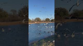 Birds getting food #animal #ducks #ducklove #bird