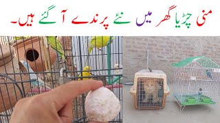 Mini Zoo Par New Birds Ay Gy 😍❤️ || हमारे मिनी चिड़ियाघर में नए पक्षी आते हैं