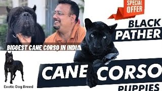 Best Cane Corso Kennel of India👌|| Can Corso Puppies for Sale #canecorso #top10 #reels #animals