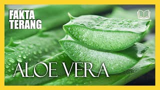 ALOE VERA TUMBUH DI BERBAGAI DAERAH TROPIS DAN SUBTROPIS