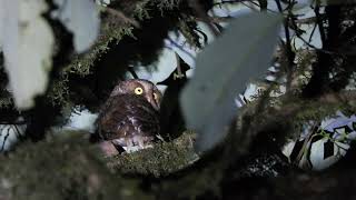 Mountain Scops-Owl with call... Eaglenest, Arunachal Pradesh, March 2024