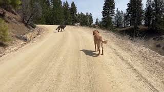 Russell Wilson Good Dog™ Board & Train | Boise Golden Retriever Training