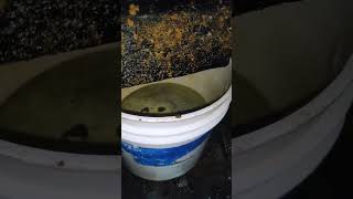 Sarson Ka Tel Making #oil #making #viral #short #shortvideo