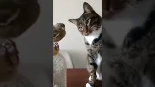 .😯 A Surprising Connection: Cats and Bird #viralvideo ##youtubeshorts #subscribe