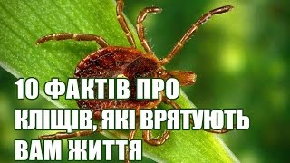 10 ФАКТІВ ПРО КЛІЩІВ, ЯКІ ВРЯТУЮТЬ ВАМ ЖИТТЯ