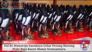 Pal Bc Wonorejo Surabaya Gelar Perang Bintang Piala Raja Kacer Mania Senusantara.