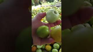 TOMATO Harvest#shortvideo