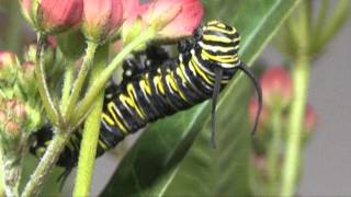 MONARCH BUTTERFLY LIFE CYCLE