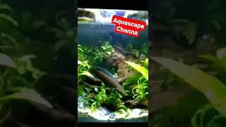 Channa Ngamuk di dekati Aquarium barunya..!! #shorts #channa