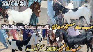 Shahdadpur bakra mandi | Latset update today | mix Goat | bakra Eid 2024 | date 22/04/2024