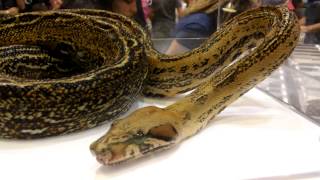 San Diego reptile expo 2015