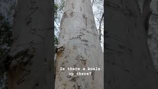 Is there a koala up there? #koala #coupletravel #fulltimetravel