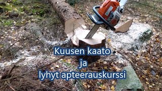 Kuusen kaato ja lyhyt apteerauskurssi