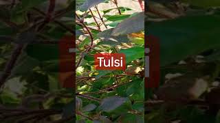 Tulsi mein maujood nutrients #youtubeshorts