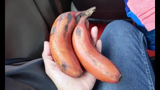 Red Banana 🍌 Thekkady 🇮🇳 and Chennai Express