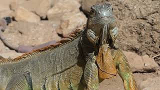 Iguana iguana (Linnaeus, 1758) (v Crocoparc Agadir Morocco)