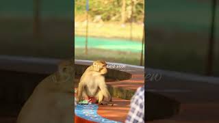 Monkey Funny Video Part 1  #funny #shorts #ytshorts