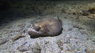 puffer fish #divesanluis