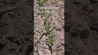 maiz#campo #maize #agro #agronomia #tips #agricultura#music #plagas