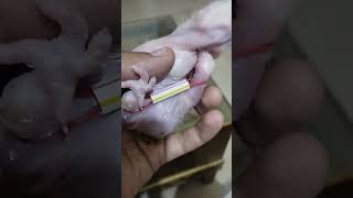 splayed legs treatment of parrot chick | macaw chick splayed legs treatment