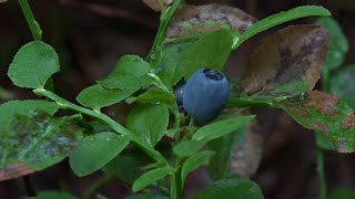 European blueberry