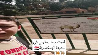 لقيت جمل مغربي فأشهر حديقة حيونات الإسكندرية 🐫🐪😲 #مغربي_في_مصر #الاسكندرية