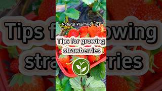 Tips for growing Strawberries #shortvideo #plants #youtubeshorts #farming #viralvideo #video