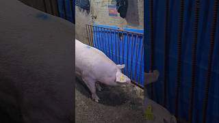 What's kind of sow?  #farming #bigpig #subscribe #piggy #pig #shortvideo #shortsfeed #shorts #short