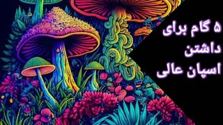 پرورش مجیک ماشروم . ۵ گام برای داشتن اسپان عالی