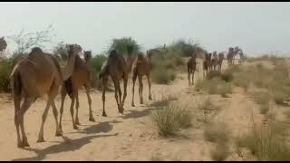 Beautiful scene  of camels of Thar desert / Beauty of Tharparkar Desert