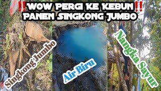 KEBUN BUAHAN SINGKAWANG/Ada Air Biru ya Guys‼️|| Fruit Garden ||