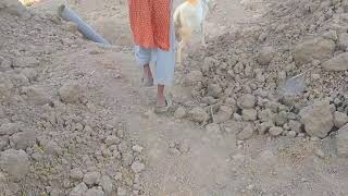 Little boy With his Goat Animals