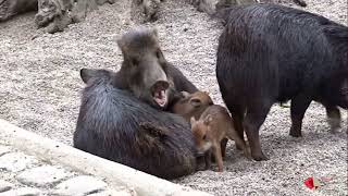 Weißbartpekaris im Zoo Berlin haben drei Jungtiere