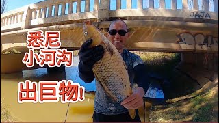 悉尼钓鱼 60公分 淡水 巨大鲤鱼  Hawksbury River 台钓 VS 矶钓 线组详解 sydney fishing freshwater