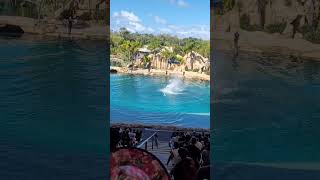 Sea World Dolphin 🐬