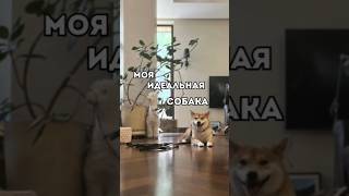 Моя идеальная собака😊#собака