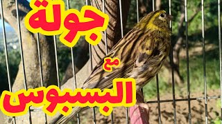 جولة مع طائر البسبوس