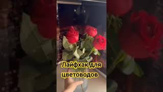 Пластины для стирки сильных загрязнений BioTrim FLOWER