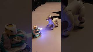 Eilik in Panxer commands Aibo #funny #airobot #eilik #goldeneilik #eilikrobot #aibo #robot #panxer