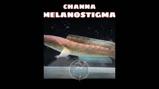 ikan channa melanostigma || ikan channa || ikan predator air tawar #shortviral #videoshorts