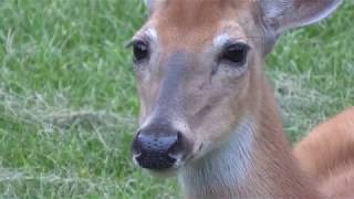 Encounter with deer near Chicago's O'Hare airport