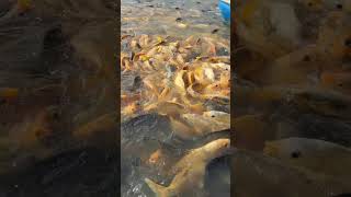 Fish Feeding in Farm Ponds #fishing #15